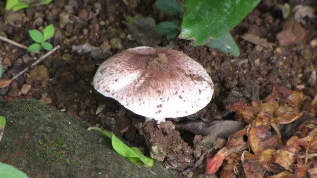cross mushroom