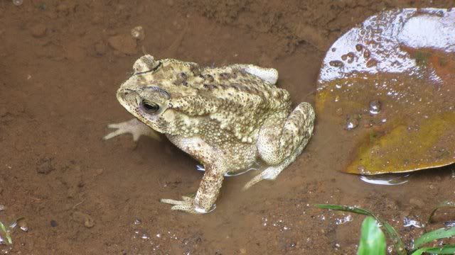 toad