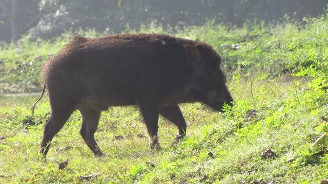 wild boar 141110