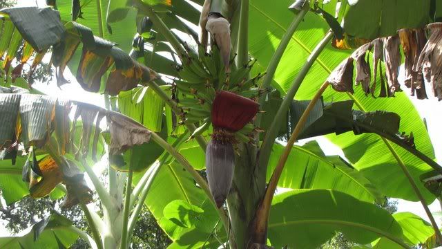 bananas and flower