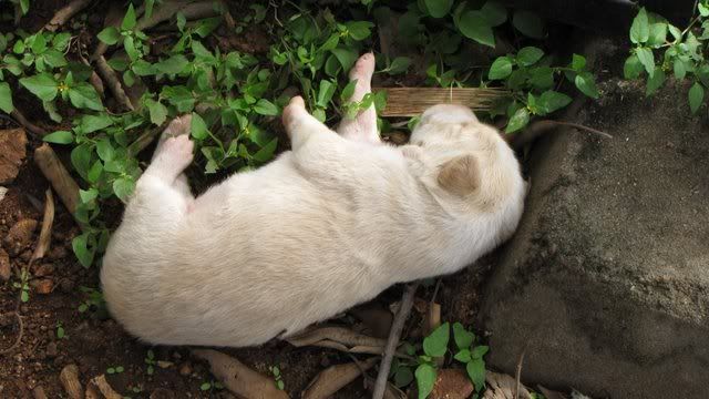 newborn pup svsmdra flls 151110