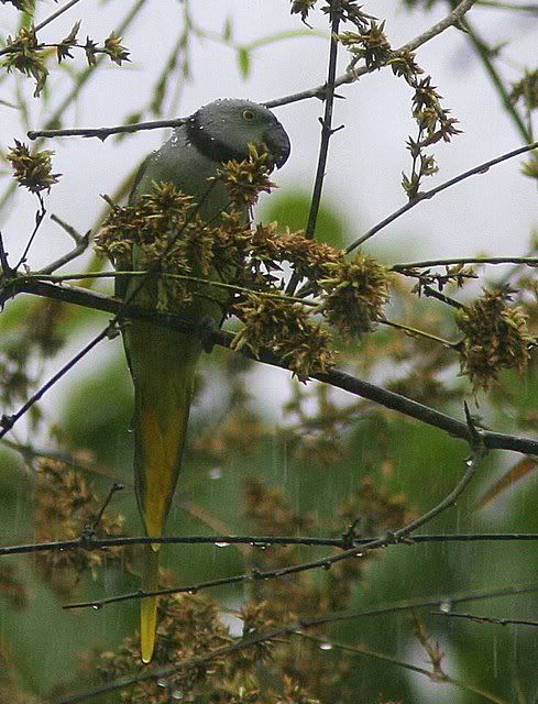 malabar parakeet with raindrops on head 210710