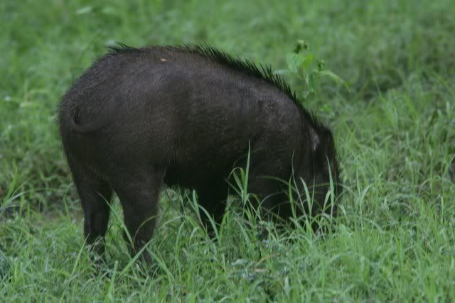 wild boar 210710