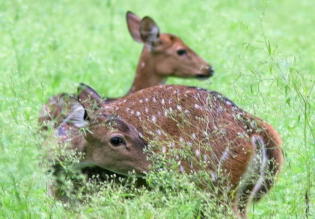 chital doe and fawn 200710