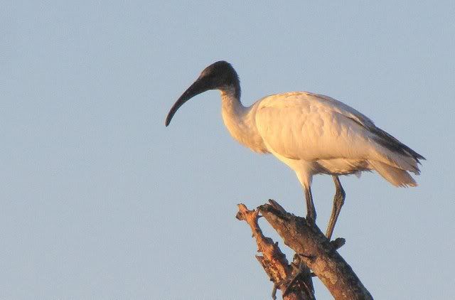 ibis attiveri