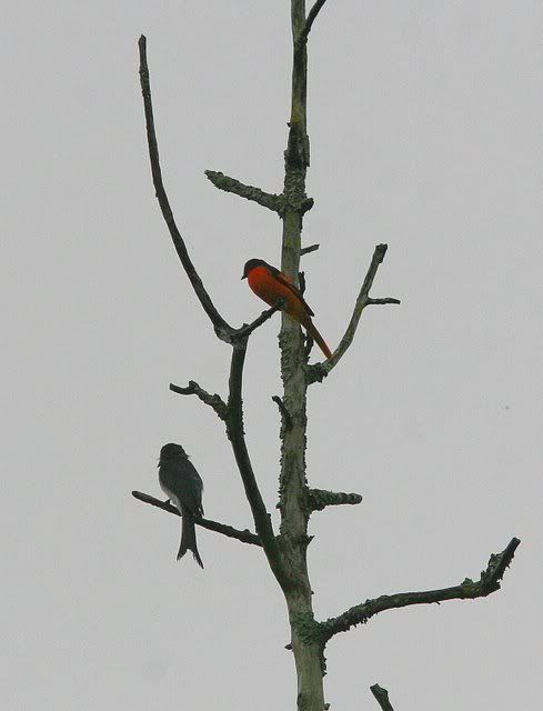 white-bellied drongo and scarlet minivet kabini