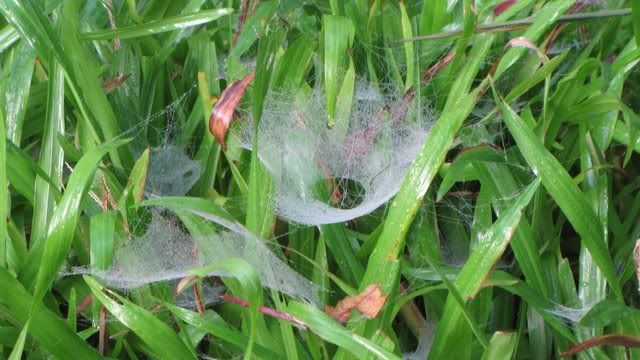 wolf spider 201110