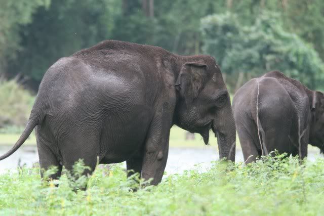 elephants 210710