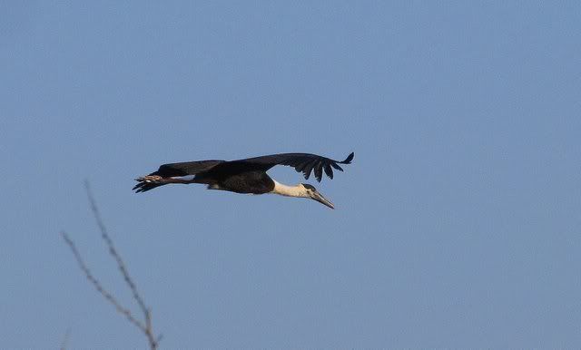 stork flying attiveri 201110
