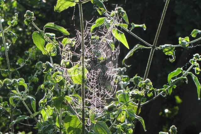 spider web 201110