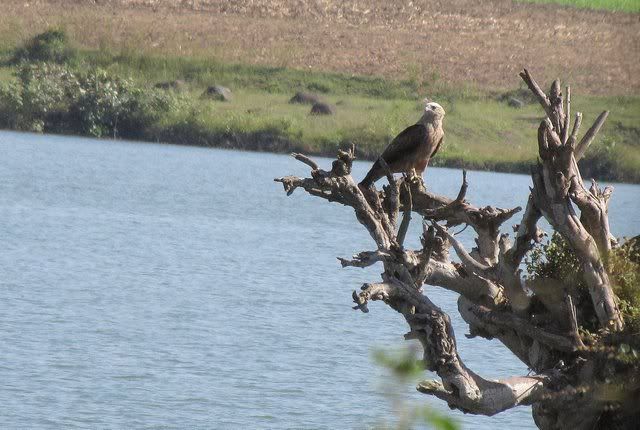 fish eagle 201110