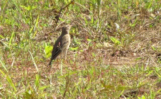 paddy pipit 201110