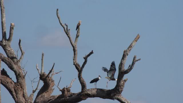 fishing egl and storks 201110