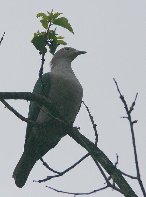 imperial green pigeon 210710