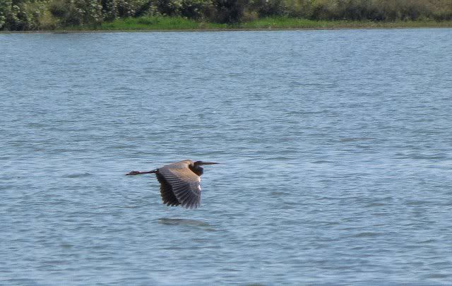 purple heron 201110