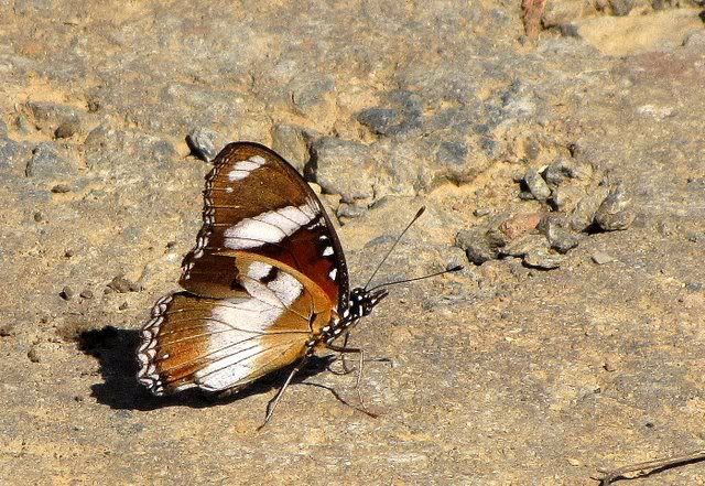 danaid eggfly 211110