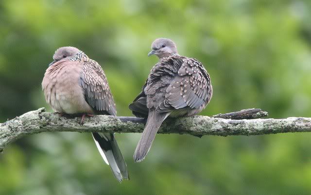 spotted dove couple 210710