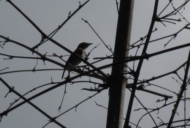 bar-winged flycatcher-shrike 201110