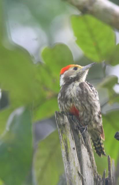 pygmy woodpecker 210710