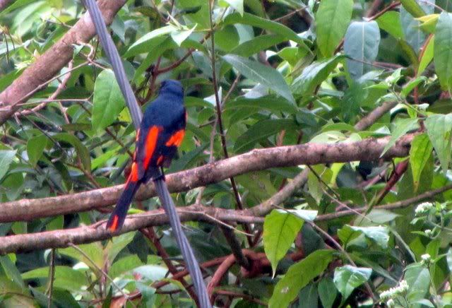 scarlet minivet male 211110