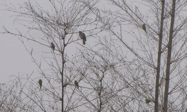 dove and p h parakeets