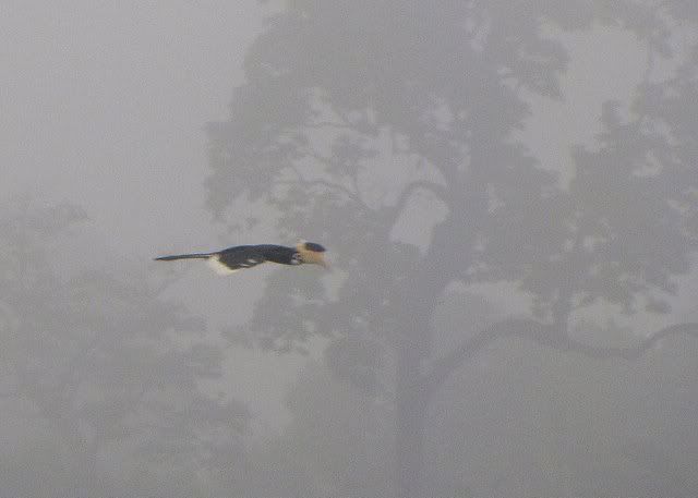 hornbill flight
