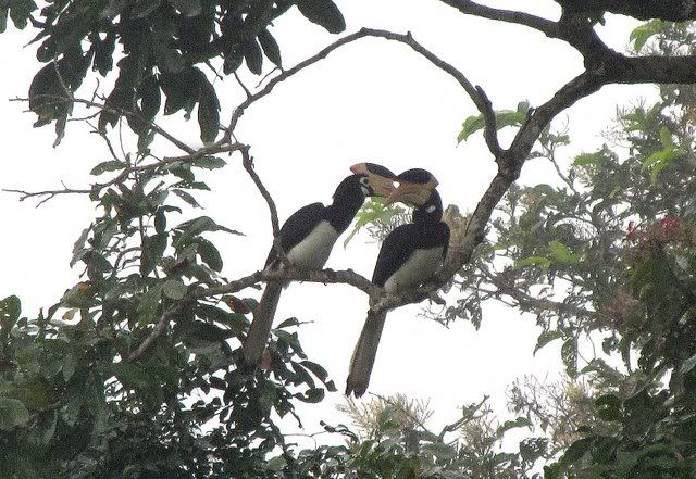 loving hornbills