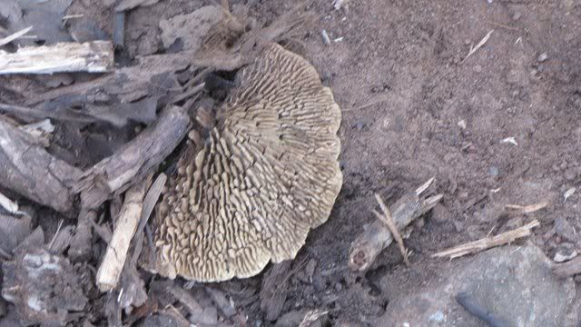 mushroom