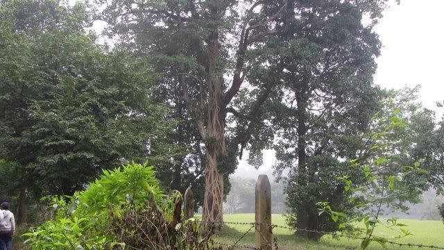 strangler fig