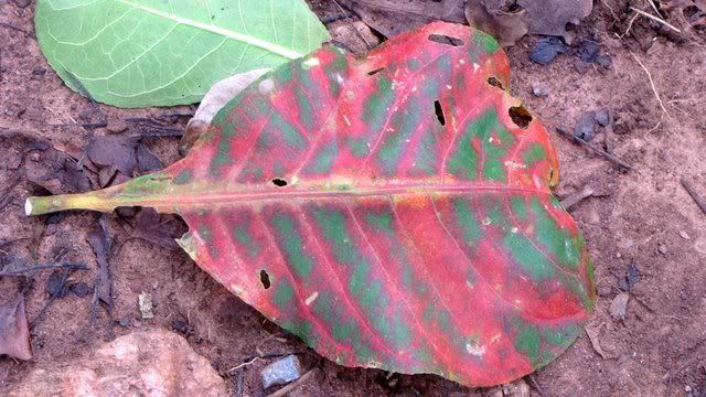 teak leaf