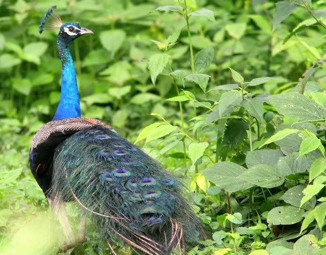 peacock 210710