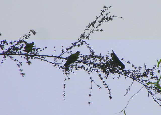 vernal hanging parots