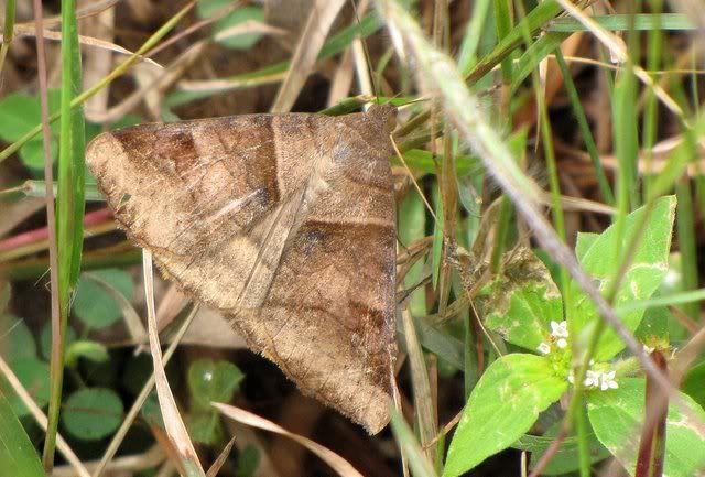 un id moth 271110