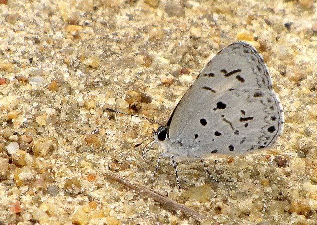 common hedge blue 271110 ras