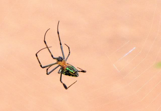 orb weaver... Leucauge sp. Comb-footed spider