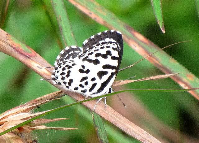 common pierrot 271110 ras