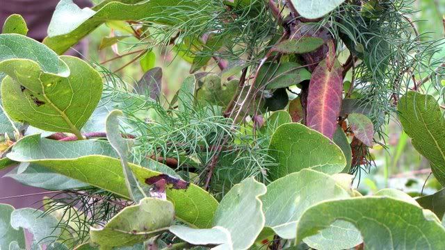 asparagus fern and indian sarasaparilla