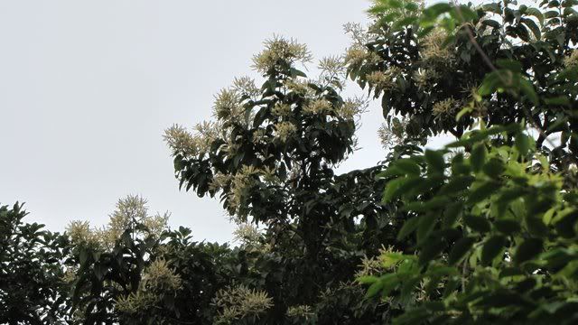 un id flowering tree 170710