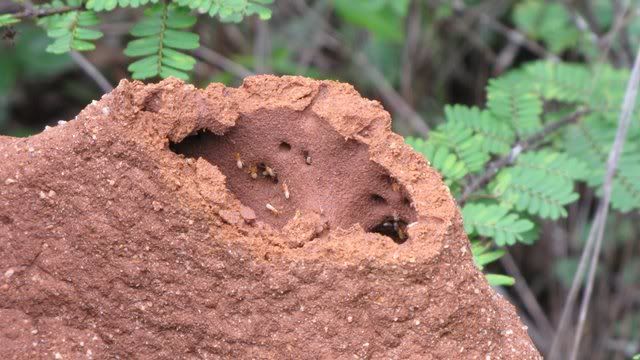 termite nest top taken off 170710