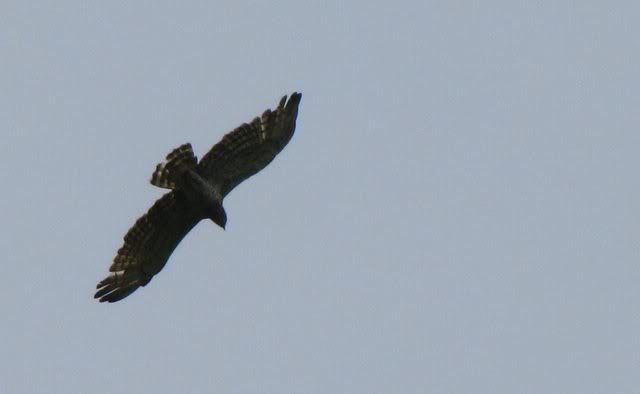 short-toed snake eagle 170710