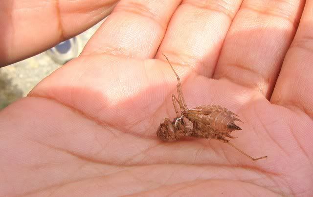 pupa case of dragonfly