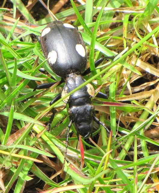six spot ground beetle 170710