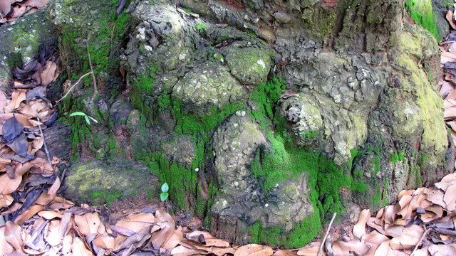moss on treetrunk