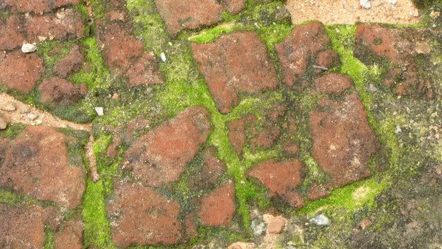 moss among the bricks 170710
