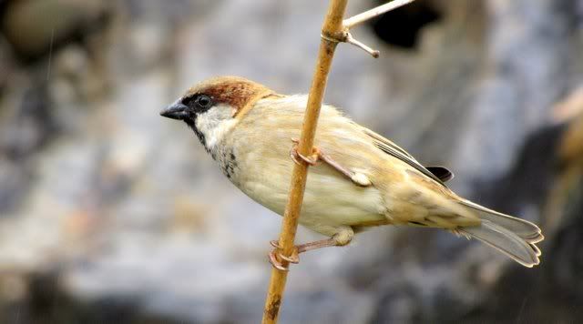 sub adult male house sparrow 200710
