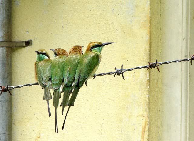 bee-eater crowd 200710
