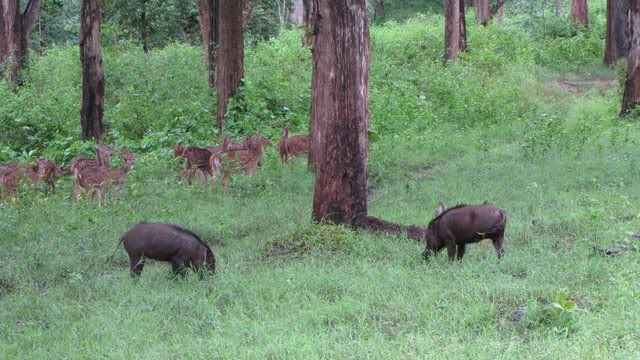 wild boar and chital 200710