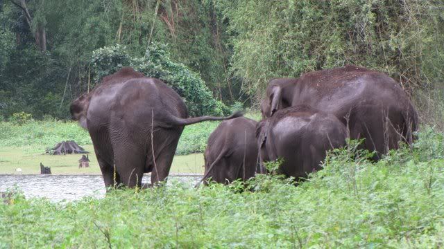 kabini elephants 200710