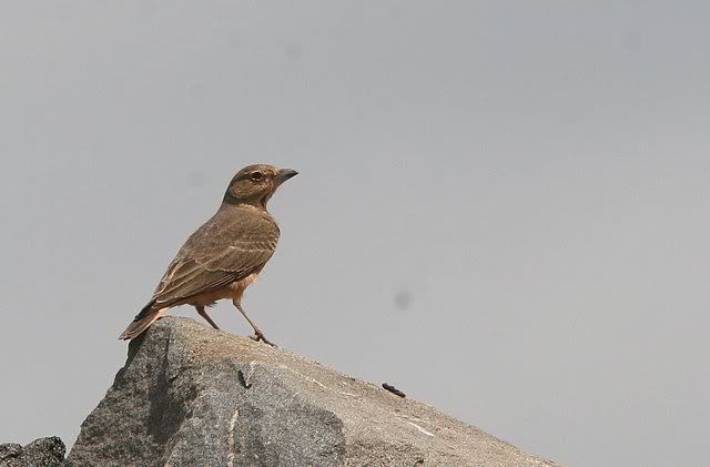 daroji rufous tailed lark 100910