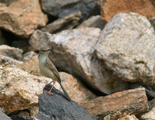 plain prinia 100910